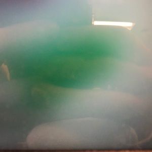 Meet your Posher, Brendon